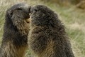  Marmottes Debout nez à nez Alpes Grand Paradis 