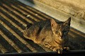 <center>
Il fallait que cela arrive...<br>
C'était un adorable chat " SDF " qui venait chercher sa nourriture.<br>
Un tout jeune mâle. <br>
Puis, au fil du temps, il est entré chez moi, dans le garage...  