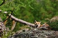 <center>
J'ai eu du mal à découvrir Messire Renard dans la végétation ;<br>
un peu isolé du sentier, il m'observait certainement depuis un moment. Renard couché sur un Rocher. Alpes Grand Paradis 