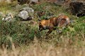 <center>
Oreilles pointées vers le son, il vient de s'immobiliser.<br>
Puis lentement, une patte après l'autre, il entre dans le buisson. Renard en arrêt sur une proie 