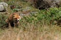 <center>
Et voilà, il ne faut pas beaucoup de temps pour croquer <br>
et avaler un mulot : 6 minutes, tout au  plus... Renard dévorant sa proie 