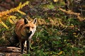 <center>
Et tenter d'y lire si je peux encore rester,<br>
si je suis toujours toléré. Renard debout de face regard alpes Grand Paradis 