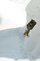 <center>
Avant de quitter son terrier, notre ami Goupil observe les alentours. 
Il reste ainsi un bon moment, me donnant <br>
la possibilité de poser mon trépied. Renard couché devant son terrier en partie recouvert de neige.
Vallée d'Aoste. 