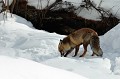 <center>
Par moment, il s'arrête et gratte la neige de ses pattes avant.<br>
Je n'ai pas réussi à identifier ce qu'il retirait de sous la neige. Renard grattant la neige à la recherche de nourriture. Vallée d'Aoste Grand Paradis 