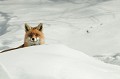 <center>
Puis, il m'envisage longuement.<br>
Gagner sa confiance et le tranquilliser. <br>Respecter ce prédateur, ce mal aimé sur le territoire français. Face à face entre le Renard et le photographe.
Grand Paradis aoste 