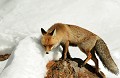 <center>
Oui... mais le temps d'une photo seulement ! Renard debout sur un bloc rocheux. 