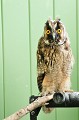 <center>Ce sont les mêmes soins pour ce juvénile. Pas inquiét lors de mon entrée dans sa volière.<br>
Il lui faudra apprendre à se nourrir seul. En attendant il récupère.<br>
Encore un gros travail pour Lydia. Hibou moyen duc juvénile. 