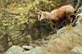 <center>Savoir attendre et espérer le voir passer là.
 Chamois Alpes Grand Paradis 