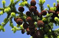 <center>
Les fruits se mêlent aux aiguilles et composent <br>
de magnifiques bouquets au printemps. Epicea, cônes, fruits et aiguilles.
Alpes3 