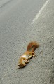 <center>
En direction de Saumur, une tache rousse sur le bas côté.<br> 
Je stoppe et vais le déposer dans le sous-bois tout proche.

 Écureuil mort sur la route 