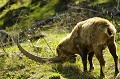 <center> Toujours au milieu de la harde, je profite de cette fin de journée pour fixer les comportements : la pousse des cornes provoquent des démangeaisons que le frottement sur l'herbe soulage quelque peu..
Il s'en sert aussi pour briser les plantes épineuses avant de la consommer Bouquetin mâle. Frottement des cornes sur la végétation. Alpes. Vallée d'Aoste. 