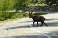 <center>
Malgré sa patte cassée, et sa souffrance que je perçois, il suit la harde. <br>
Je ne peux m'empêcher de penser au prochain hiver...<br>
Le retrouverai-je en 2012 ? Bouquetin blessé à la patte arrière droite. Sur la route. Grand Paradis. 