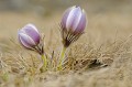 Pulsatille printanière. <br>
Elle apparaît au printemps, tout de suite après la fonte des neiges. Pulsatille printanière (Pulsatille vernalis).
Grand Paradis. Vallée de Cogne. 