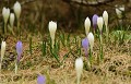  Crocus au printemps. Vallée d'Aoste.Grand Paradis. 