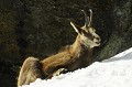 <center> 
C'est avec beaucoup de prudence que j'ai approché cette femelle. <br>
Sans trouble ; à tel point que... Chamois femelle couchée sur la neige. printemps vallée d'Aoste. Massif du Grand Paradis. 