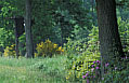  forêt,printemps,ambiance 