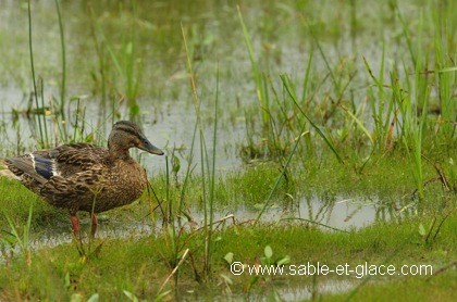 Sous la pluie