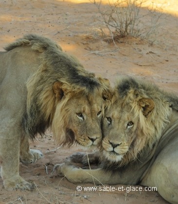les frères du Kalahari