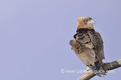 Aigle bateleur immature