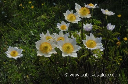 Pulsatilla alpina