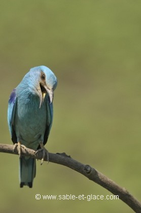 Une voix rauque