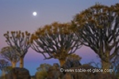 La lune au-dessus de la forêt d'arbres à carquois