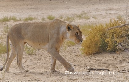 Lionne en mouvement