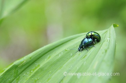 Chrysomeles sur pétasite