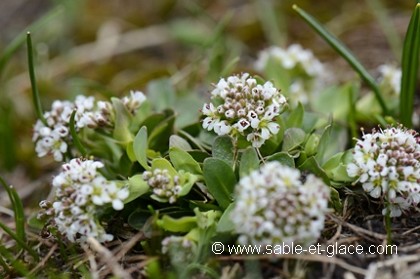 Fleurs de pétasites