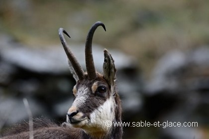 Majestueux chamois mâle