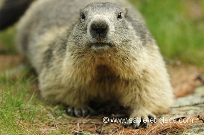 Curieuse Marmotte