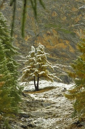 Les premiers flocons