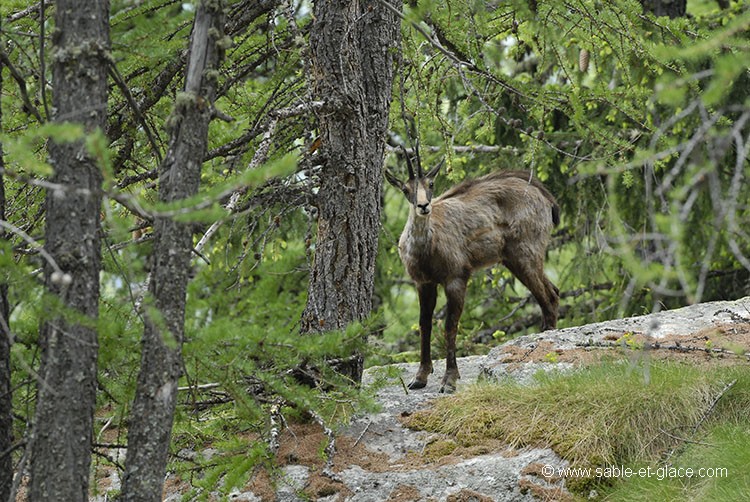 Chamois mâle interrogateur