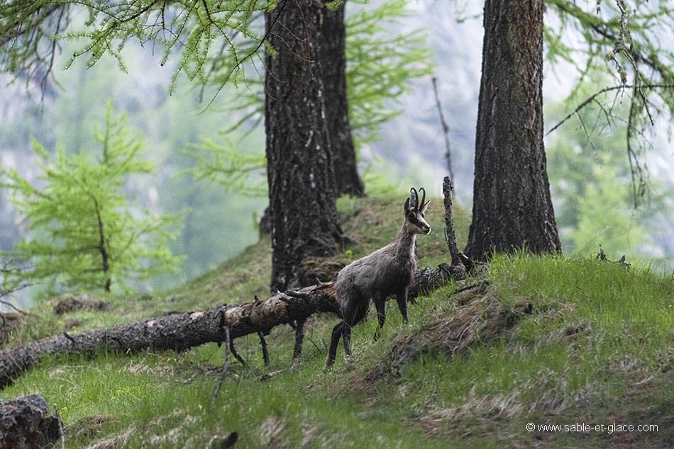 Chamois mâle tout début Juin