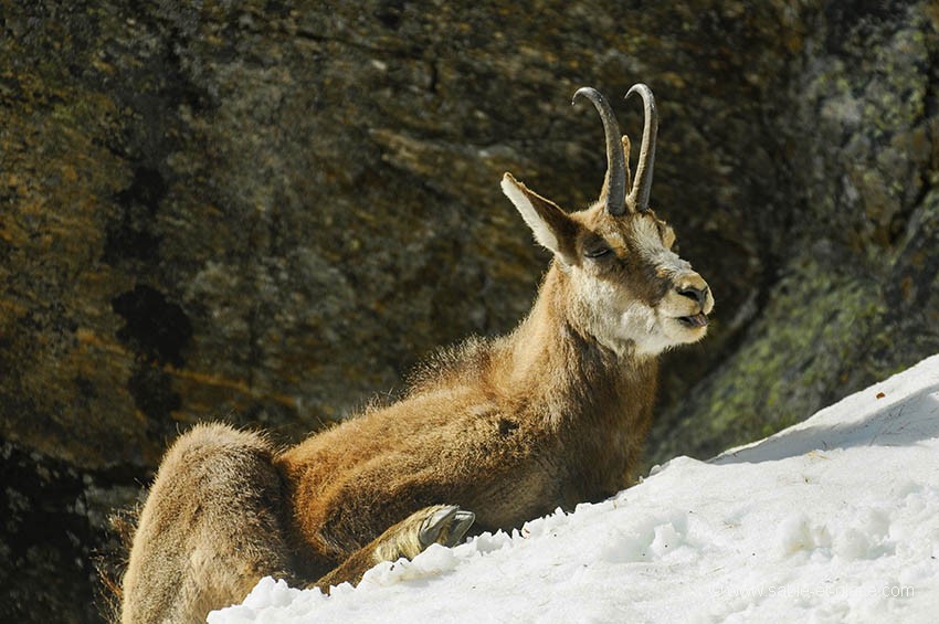 Au calme ce chamois se repose