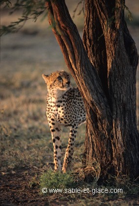 Guépard et son arbre
