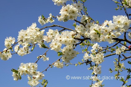 Fleurs du cerisier