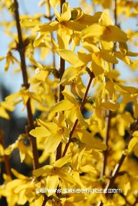 Forsythia :<br> le mimosa de Paris !