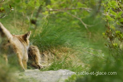 Le renardeau et la marmotte