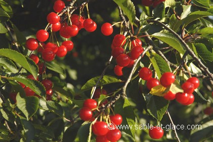 Rouge cerise