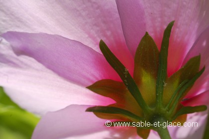 Transparence