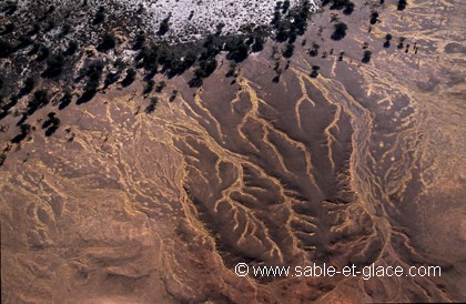 Arbres de sable