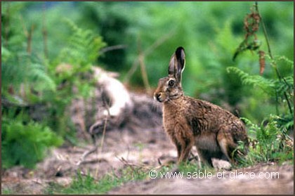 Lièvre brun - Lupus europaeus