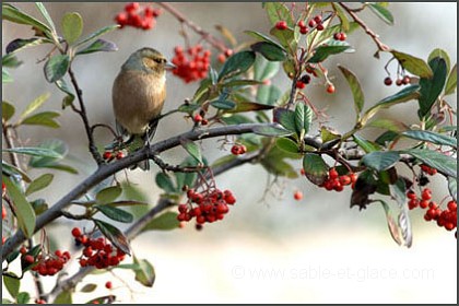 Pinson des arbres - Fringilla coelebs
