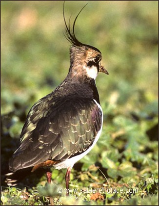 Vanneau huppé - Vanullus vanullus