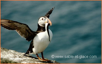 Macareux moine - Fratercula arctica