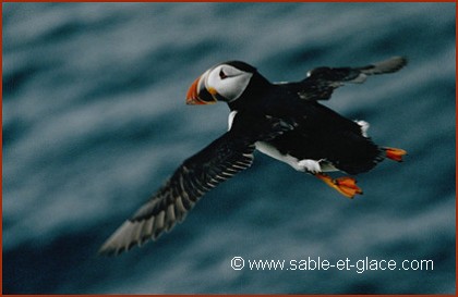 Macareux moine - Fratercula arctica