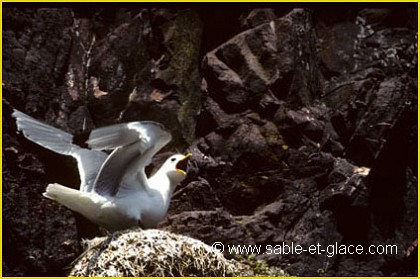Mouette tridactyle - Rissa tridactyla