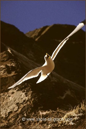 Mouette tridactyle - Rissa tridactyla