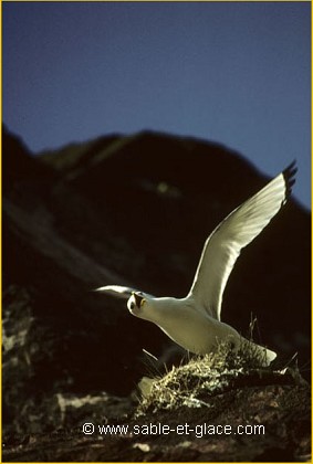 Mouette tridactyle - Rissa tridactyla
